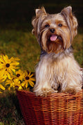 574082 Yorkshire Terrier, Lacie A4 Photo Print