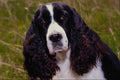 574083 English Springer Spaniel A4 Photo Print