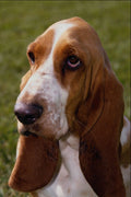 574084 Basset Hound, Lola A4 Photo Print