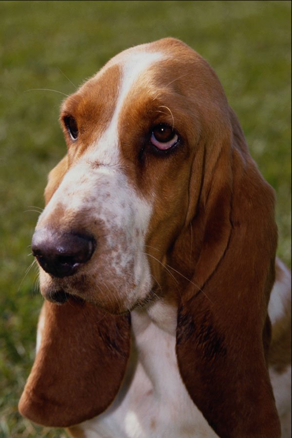 574084 Basset Hound, Lola A4 Photo Print
