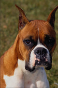 574085 Boxer A4 Photo Print
