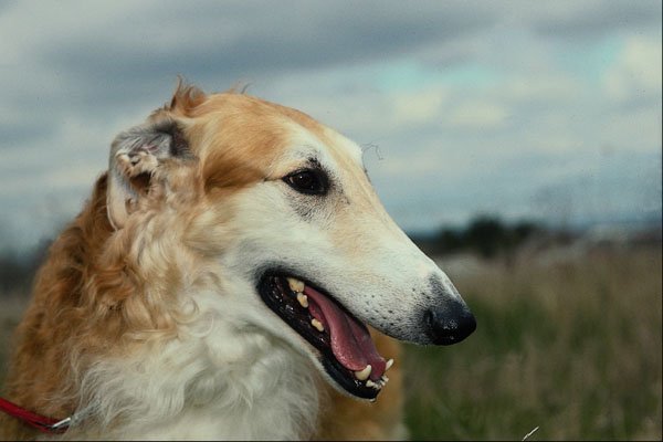 574086 Male Borzoi, Punky A4 Photo Print