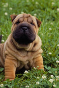 574087 Sharpei Pup A4 Photo Print