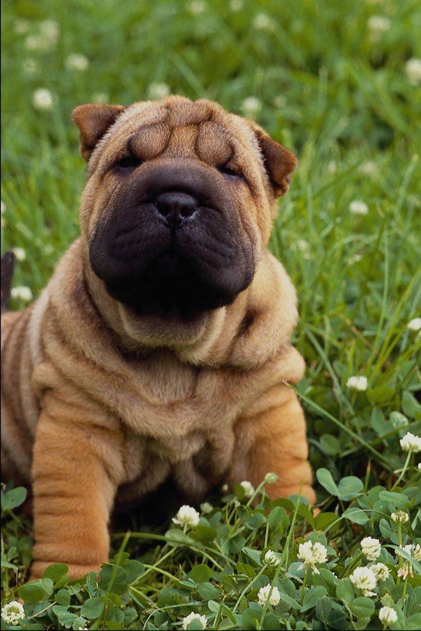 574087 Sharpei Pup A4 Photo Print