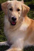 574088 Golden Retriever, Toby A4 Photo Print
