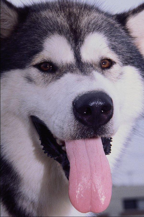574089 Malamute Named Elvis A4 Photo Print