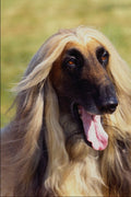574090 Afghan Hound A4 Photo Print