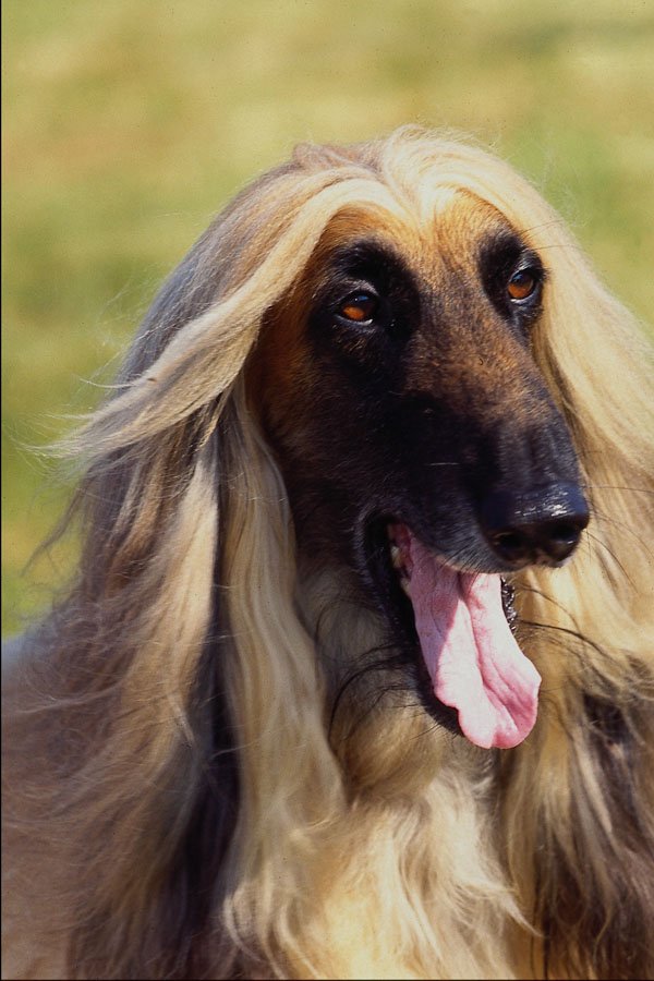 574090 Afghan Hound A4 Photo Print