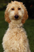 574091 Afghan Hound Pup A4 Photo Print