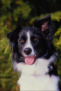 574092 Border Collie, Sandy A4 Photo Print
