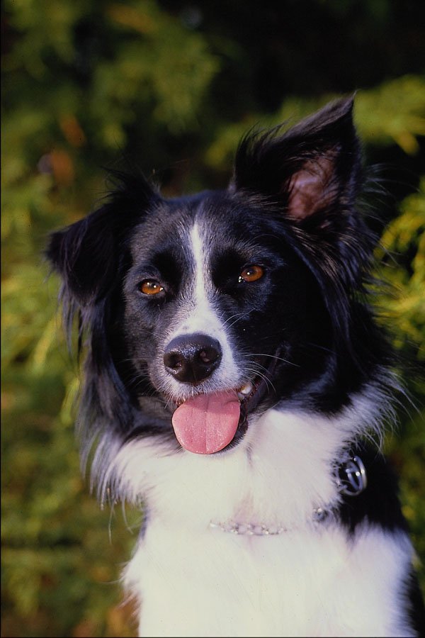 574092 Border Collie, Sandy A4 Photo Print