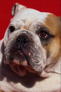 574093 Bulldog, Louise A4 Photo Print