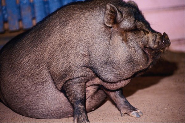 574096 Pot bellied Pig A4 Photo Print