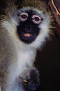 574097 Vervet Monkey A4 Photo Print