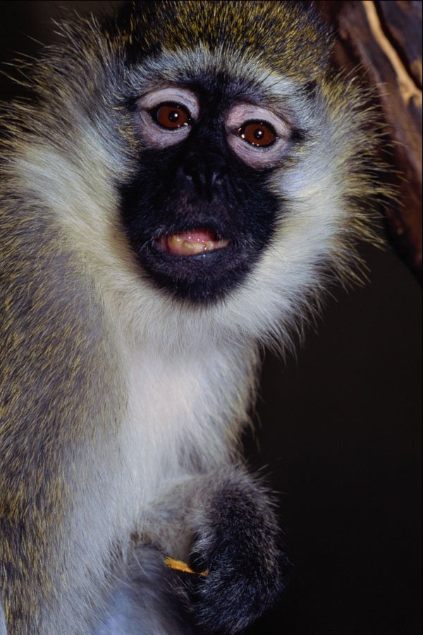 574097 Vervet Monkey A4 Photo Print