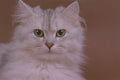 574098 White Cat Named Silver Lady A4 Photo Print