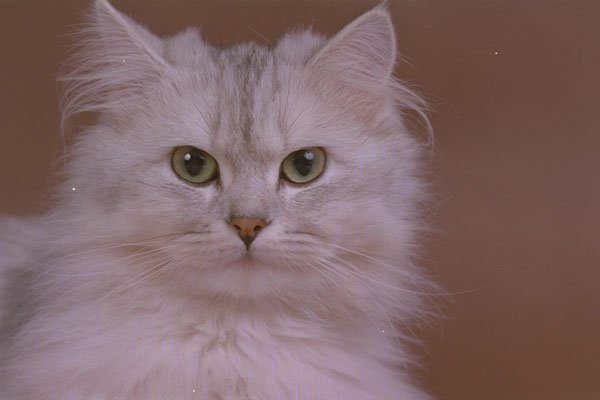 574098 White Cat Named Silver Lady A4 Photo Print