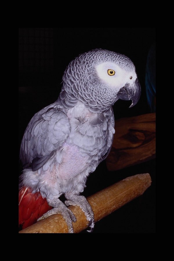 574099 Parrot A4 Photo Print