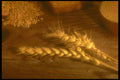 577003 Wheat And Grains On Barnboard A4 Photo Print