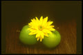 577004 Apples And Flower On Barnboard A4 Photo Print