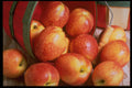 577015 Nectarines A4 Photo Print