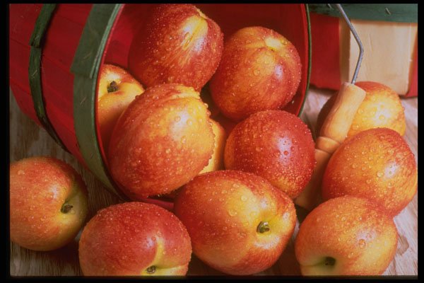 577015 Nectarines A4 Photo Print