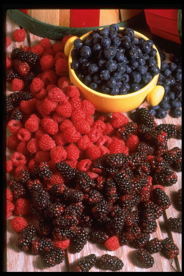 577016 Berries Montage A4 Photo Print