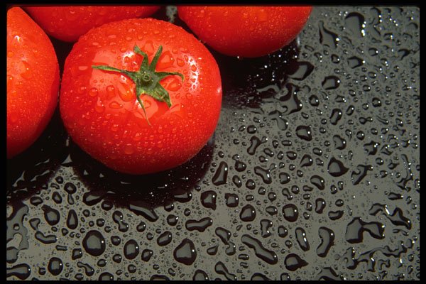 577023 Tomatoes A4 Photo Print