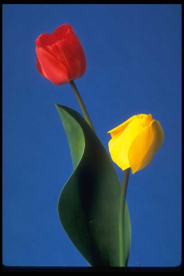 577027 Tulips A4 Photo Print