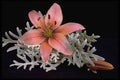 577028 Picnic Lily A4 Photo Print