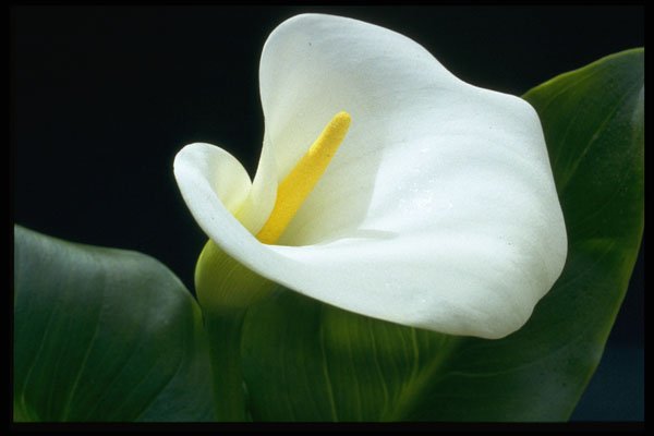 577030 Arum Lily A4 Photo Print