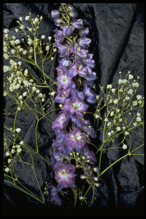 577032 Lilac Stem With Baby's Breath On Blue Fabric A4 Photo Print
