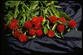 577033 Red Clover Flowers On Blue Fabric A4 Photo Print