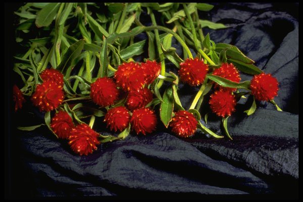 577033 Red Clover Flowers On Blue Fabric A4 Photo Print