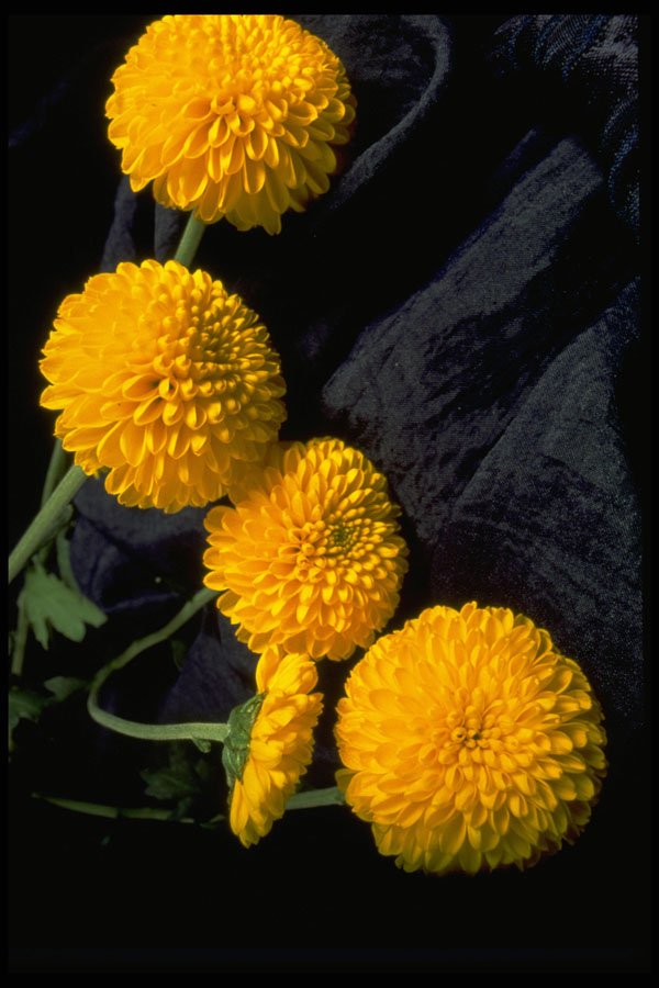 577034 Marigolds On Blue Fabric A4 Photo Print