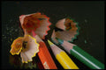 577036 Color Pencils A4 Photo Print