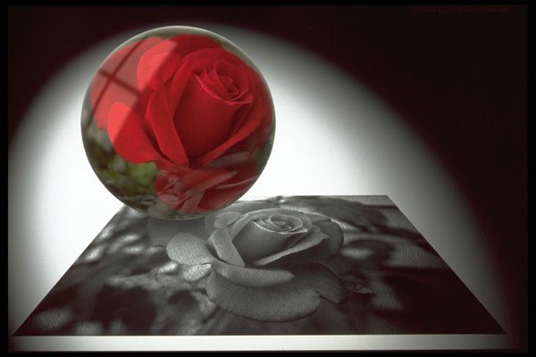 577037 Computer Manipulated Rose A4 Photo Print