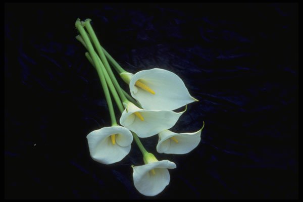 577044 A Sheath Of Arum Lilies A4 Photo Print