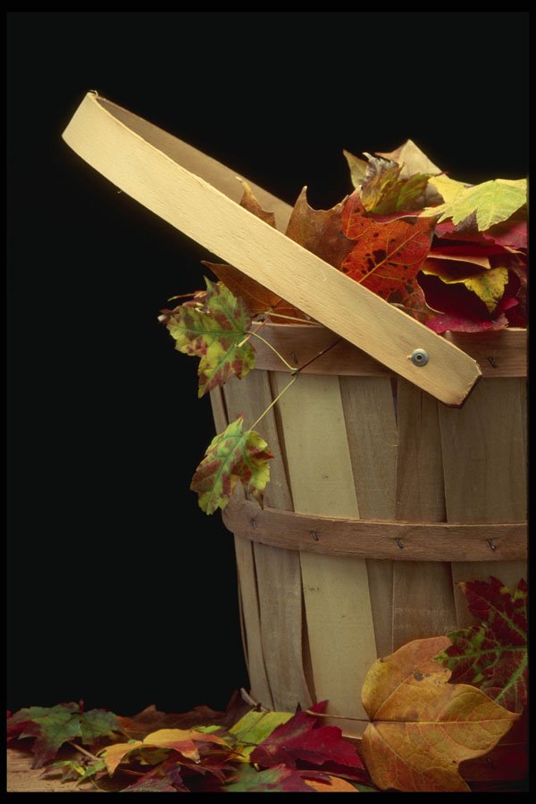 577060 Basket Of Leaves A4 Photo Print