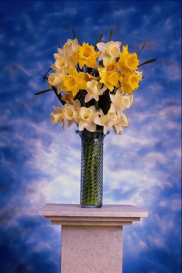 577097 Daffodils In Vase A4 Photo Print