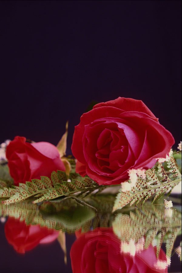 577098 Rose Reflections A4 Photo Print