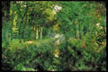 579010 Canal With Oak Trees At Veenhuizen, Netherlands A4 Limited Edition Watercolour Print