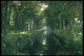 579010 Canal With Oak Trees At Veenhuizen, Netherlands A4 Photo Print