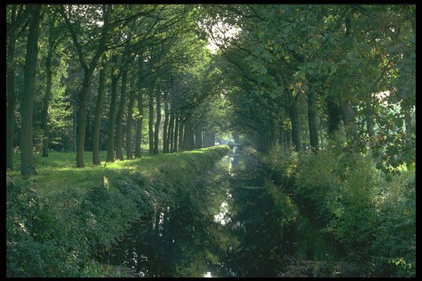 579010 Canal With Oak Trees At Veenhuizen, Netherlands A4 Photo Print