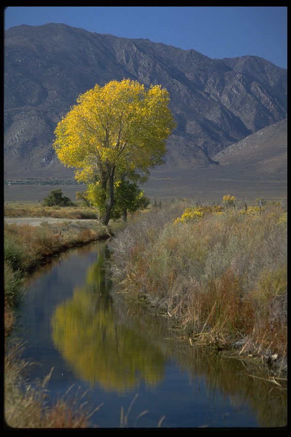 579062 Yellow Tree Reflected, Canal Near Bishop, California A4 Photo Print