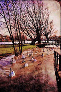 579086 Swans On The Thames River, England A4 Limited Edition Watercolour Print