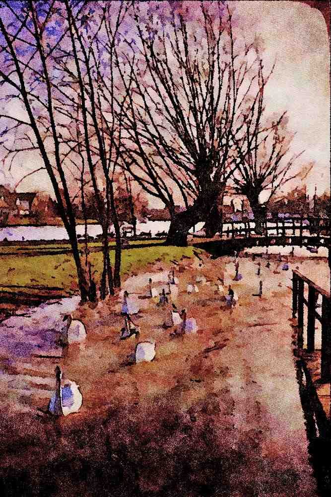 579086 Swans On The Thames River, England A4 Limited Edition Watercolour Print