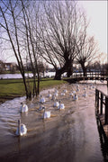 579086 Swans On The Thames River, England A4 Photo Print