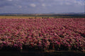 580062 Flower Fields, Erfurt, Thuringia A4 Photo Print