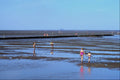 580063 Children In The Mud Flats In The North Sea, Friedrichskoog A4 Photo Print